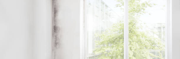 Best HVAC Mold Inspection and Cleaning  in Collegeville, PA