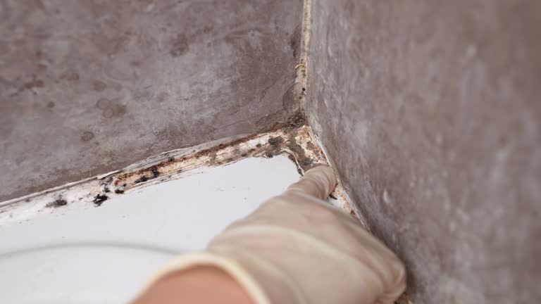 Best Post-Remediation Verification Testing  in Collegeville, PA