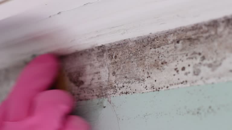 Best Basement Mold Removal  in Collegeville, PA